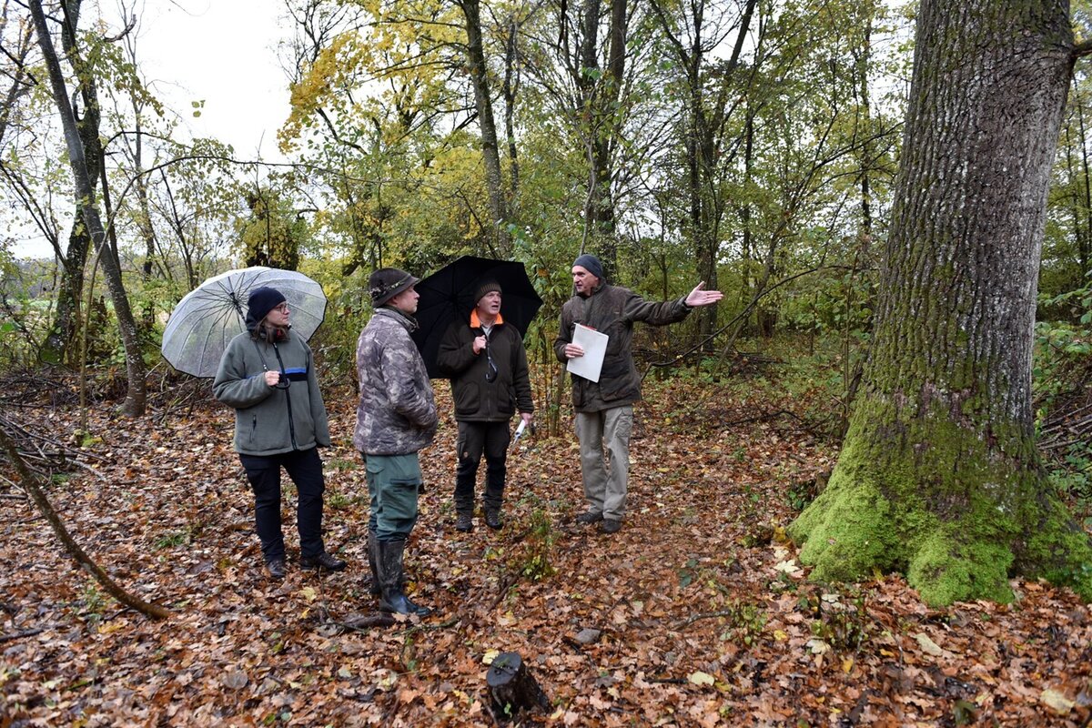 Forstwirtschaftsplan - Bestandsaufnahme im Auwald