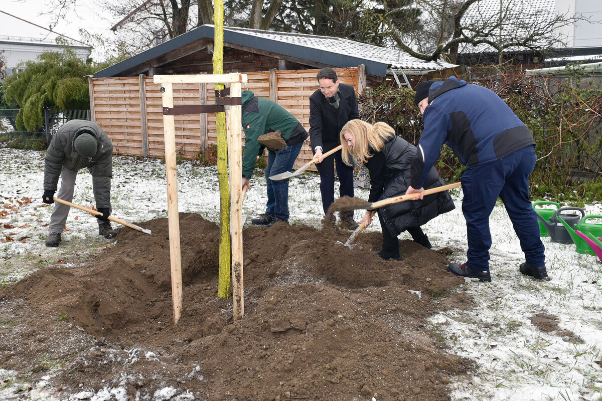 Pflanzung des Baums des Jahres 2025